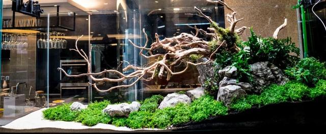 水族箱造景底砂如何选择 底层 新浪新闻 水族箱造景底砂如何选择 底层 新浪新闻