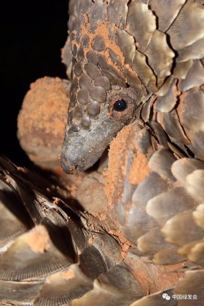 想拥有!穿山甲能治疗不孕?"有福同享"-第2张图片-克子博客