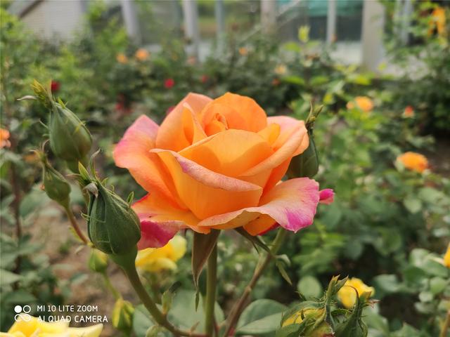 小米10青春版评测颜值如其名变焦如旗舰