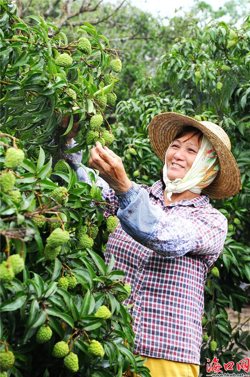 海口永兴镇:荔枝挂果累累 果农喜上眉梢[图]|荔枝_新浪新闻
