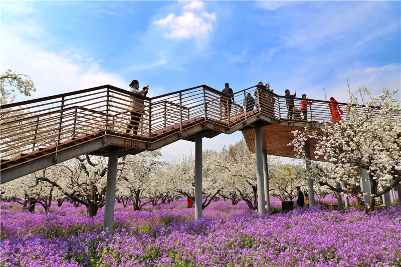 在家看天下·每日一景丨宿迁三台山 醉美梨兰会