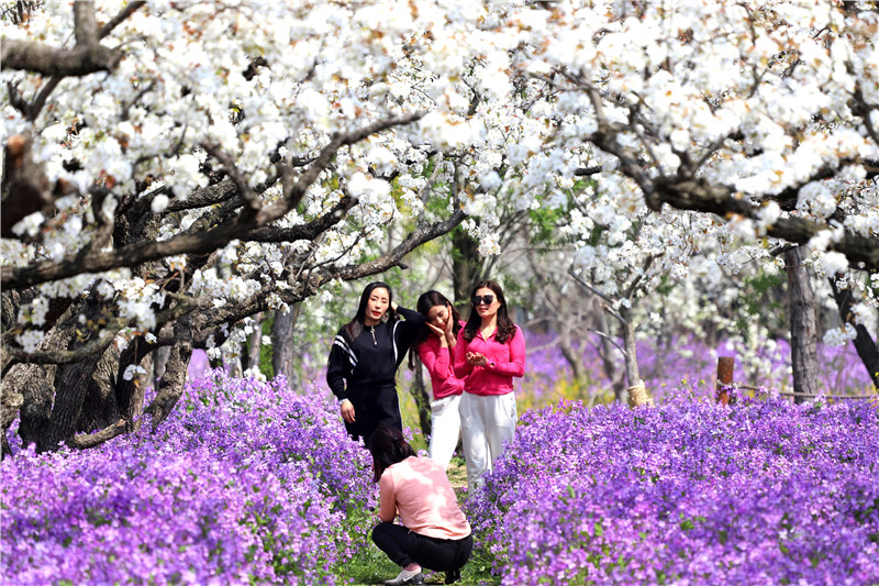 在家看天下·每日一景丨宿迁三台山 醉美梨兰会
