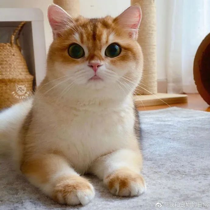 金渐层妹妹太可爱了吧好想摸摸小爪子