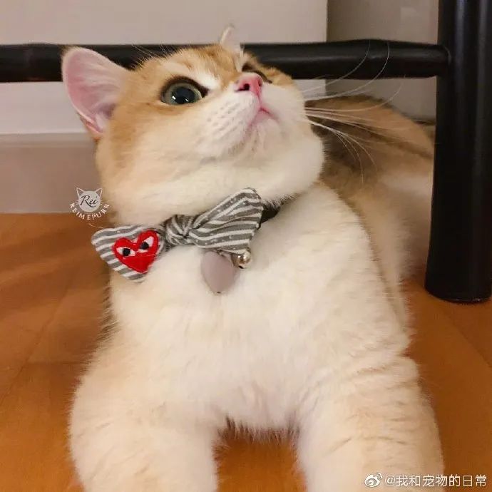 金渐层妹妹太可爱了吧好想摸摸小爪子