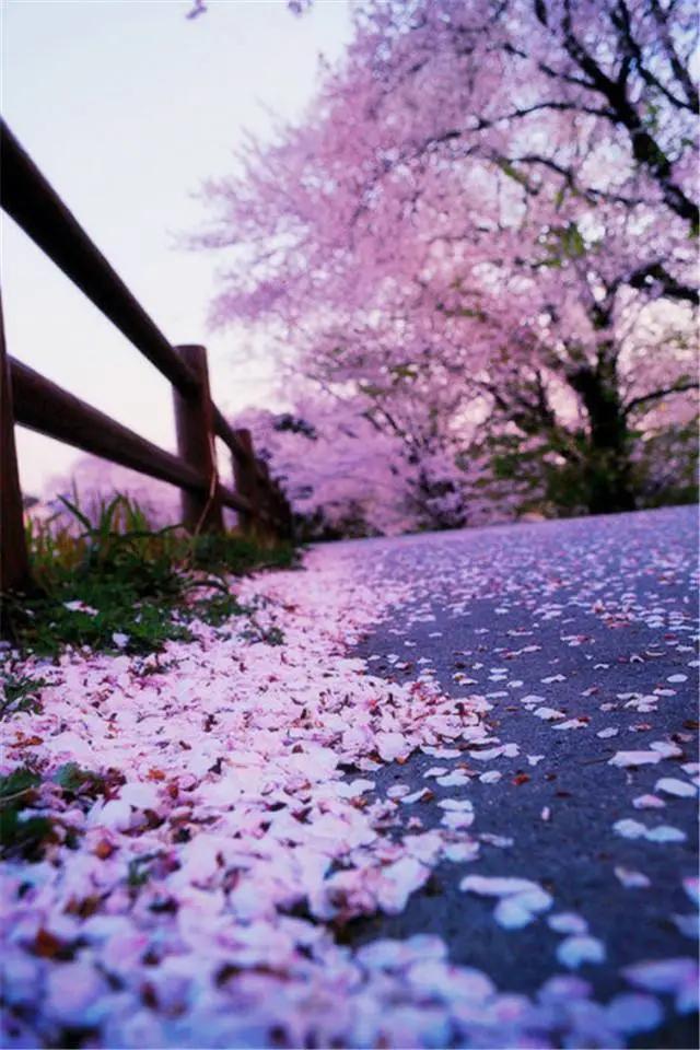 落花落了下来,漫天飞舞,纷纷绕绕.这是一首伤春之作,有种春伤的情怀.