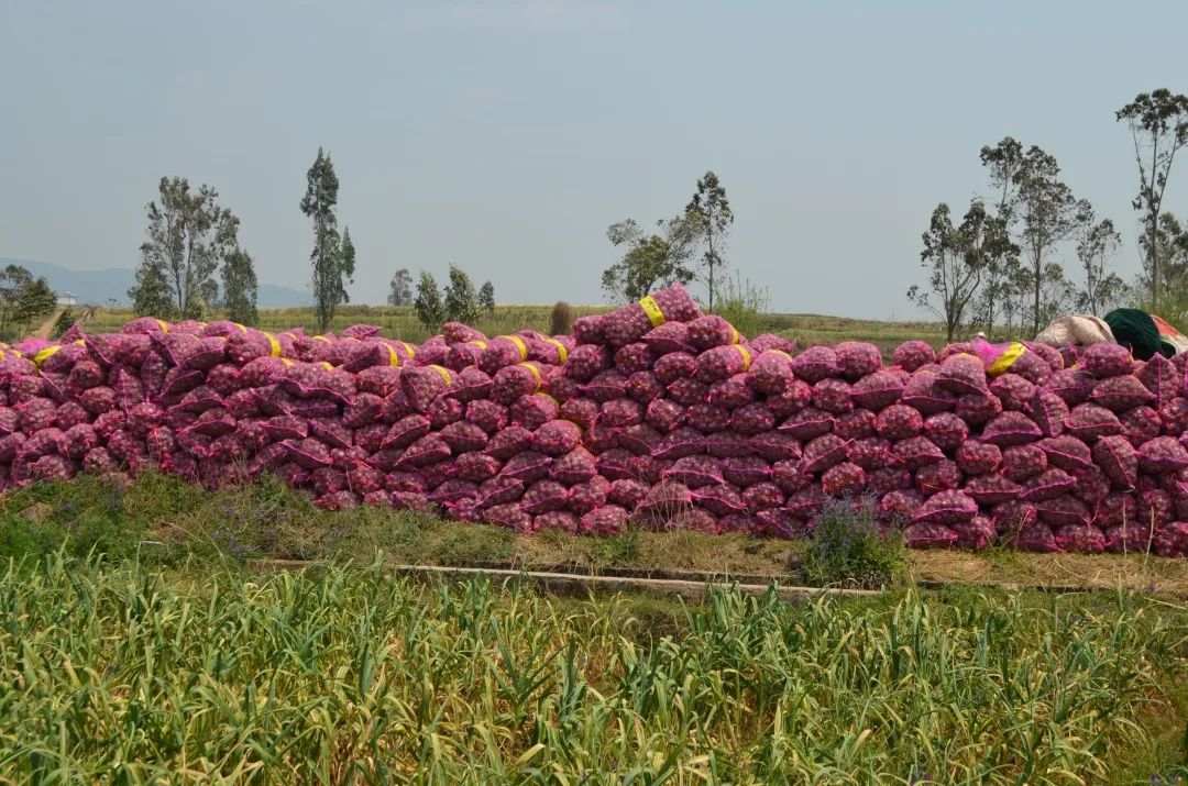 急!云南100万斤紫皮大蒜销售遇困!公益助农,恳请转发助力!