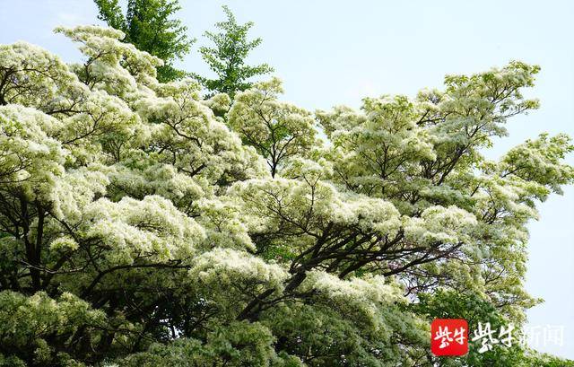 980岁糯米花树进入盛花期 视频|连云港雌雄同体的千年糯米 - 法律法规