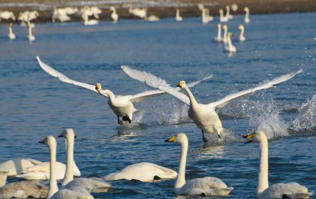 之所以渴望发声,是因为他希望和别人沟通,像正常的吹号天鹅那样生活