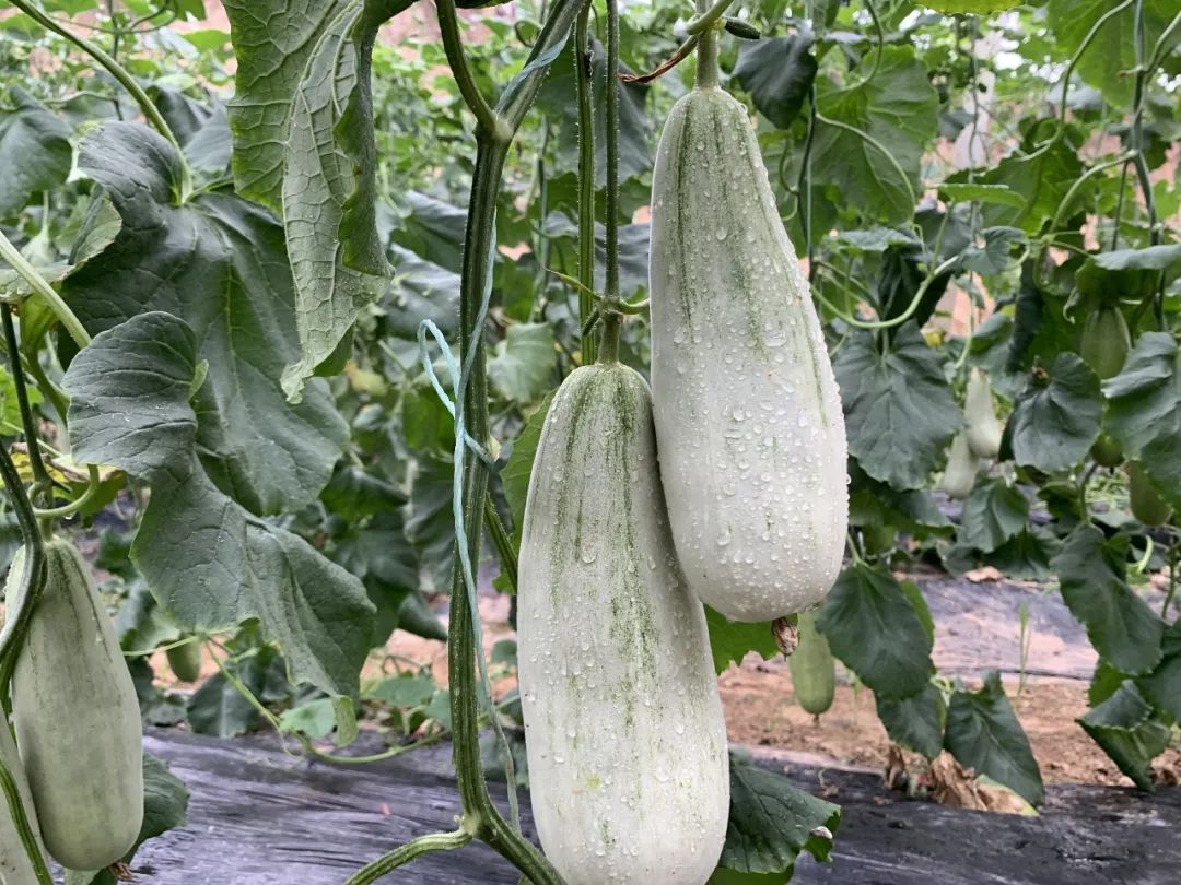 闻着香咬着脆甜到醉春季时鲜羊角蜜瓜上市顺丰包邮送到家