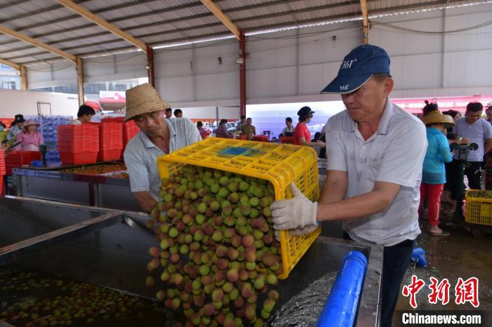 海口火山荔枝分拣 李宇凡 摄