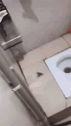 南方蟑螂到底有多大