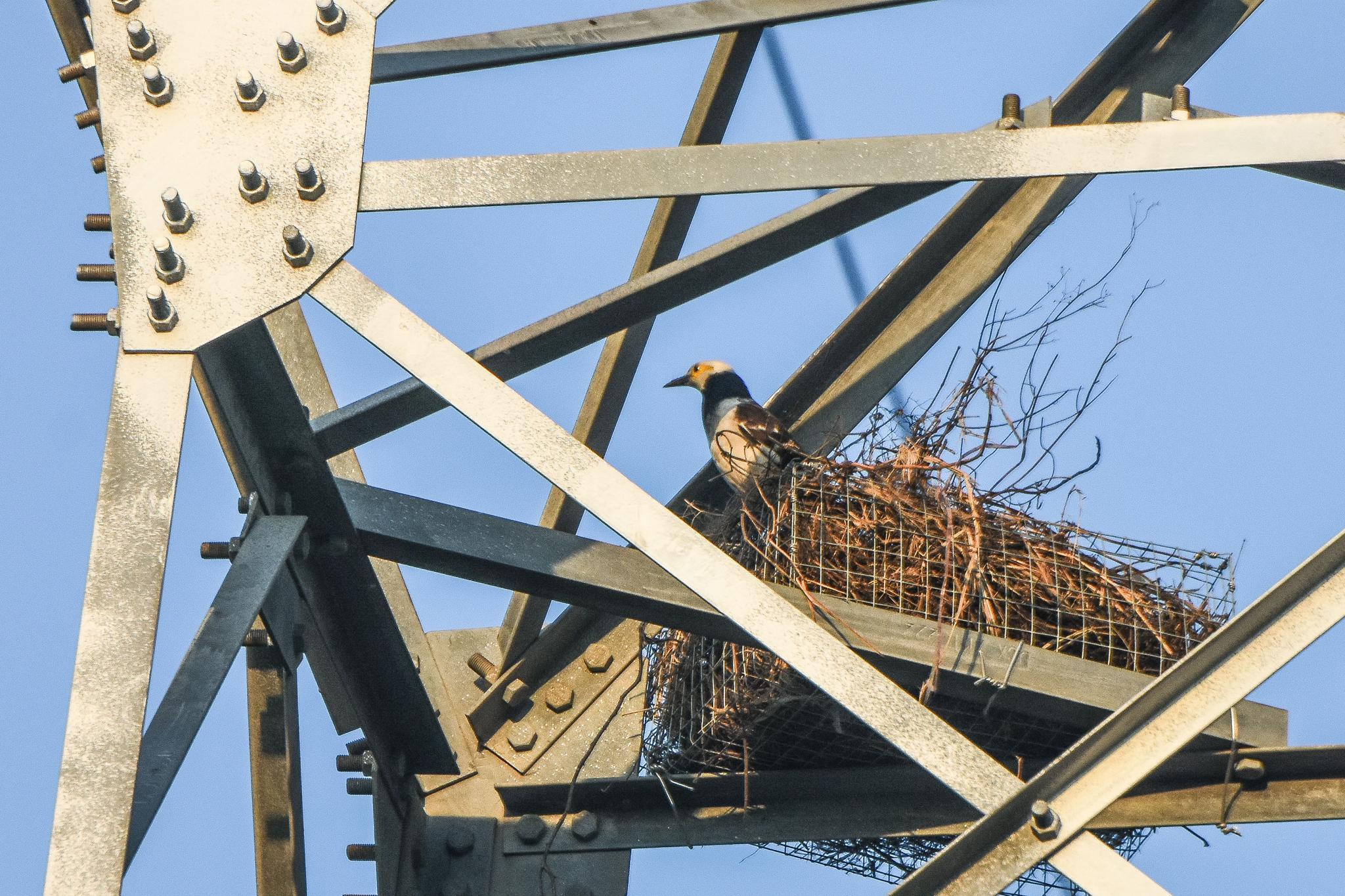海南文昌一座输电铁塔上安装人工鸟巢后,一只黑领椋鸟栖息于其中(4