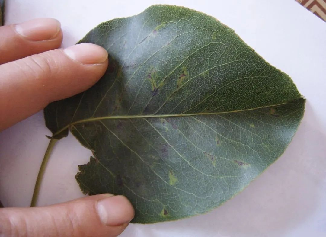 黑星病——梨树上的专属病害,当前正值高发期!