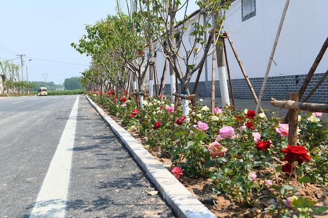 梁山绿化造林超万亩道路绿化1126公里