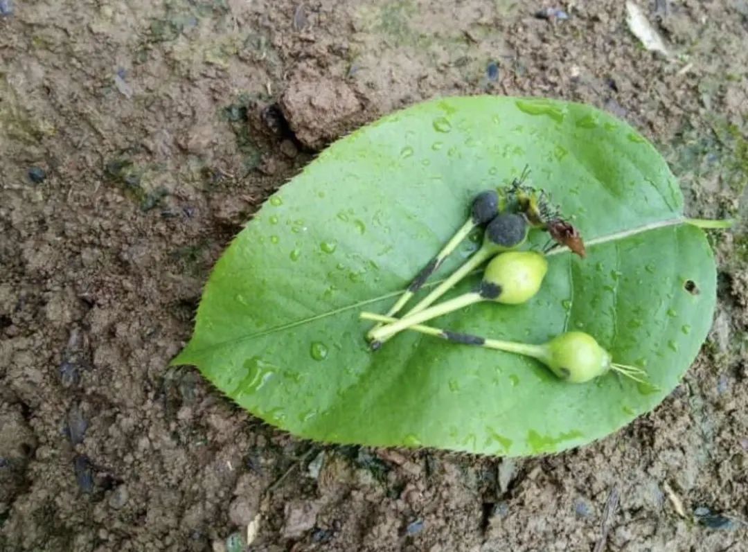 黑星病——梨树上的专属病害,当前正值高发期!