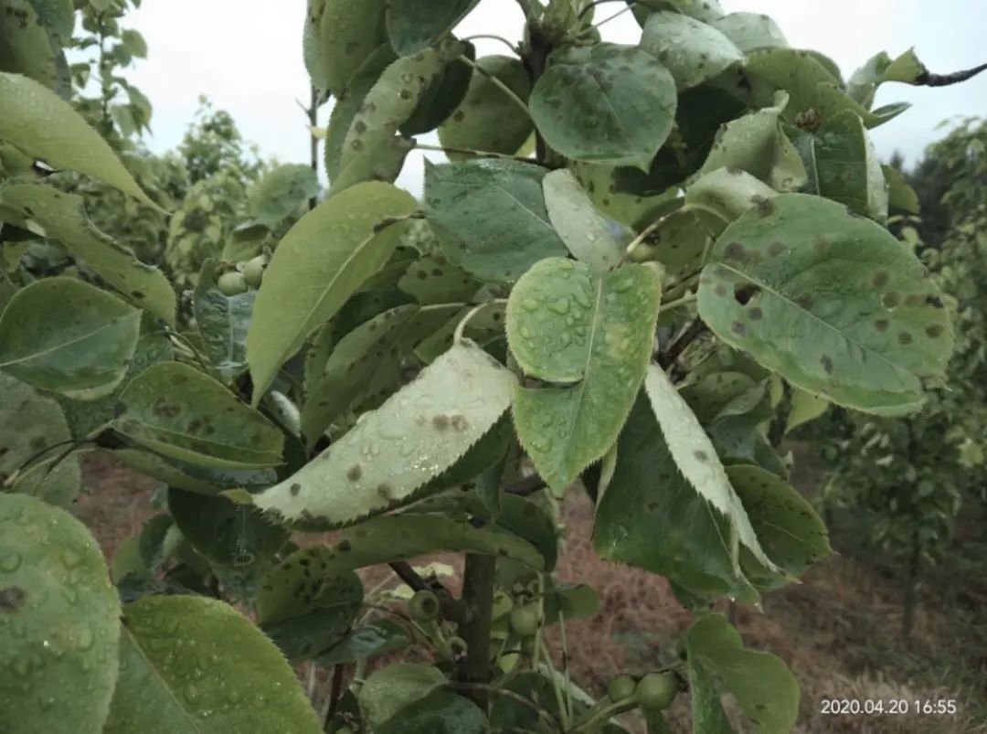黑星病——梨树上的专属病害,当前正值高发期!