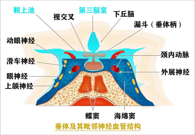 蝶鞍(sella turcica)蝶窦(sphenoid sinus)斜坡(clival)3.