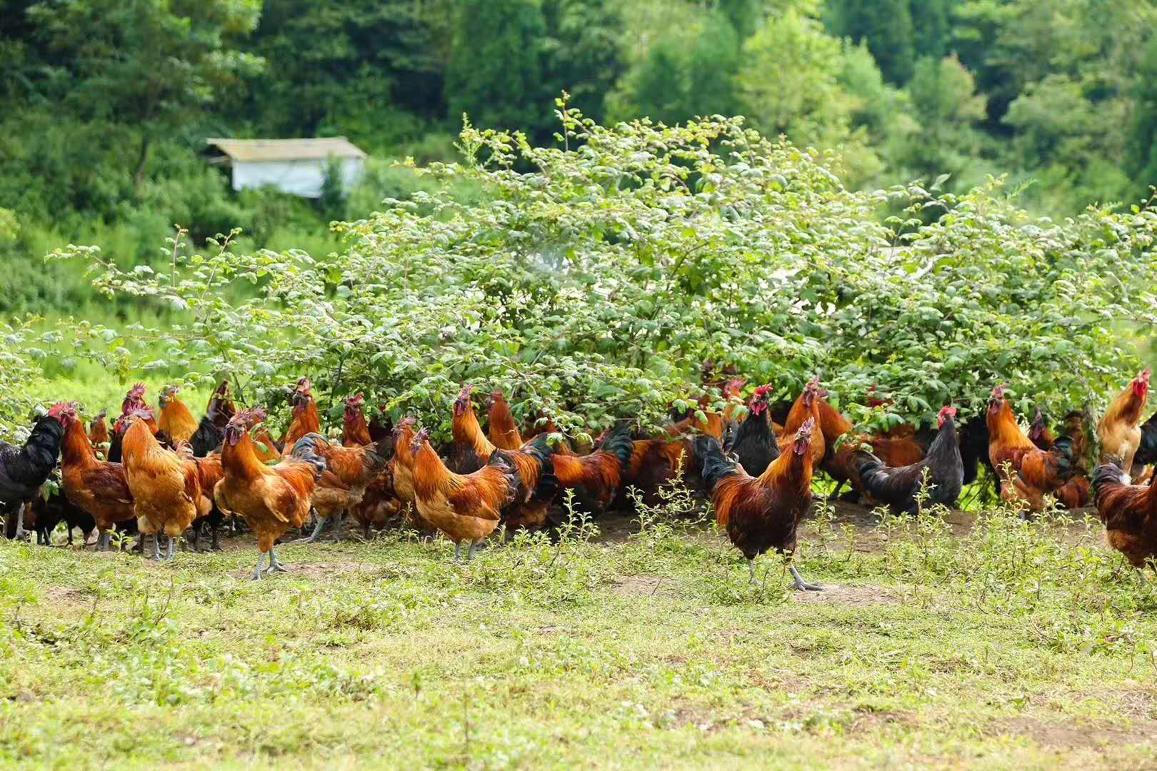 华润万家消费扶贫持续 纳雍滚山鸡线上预售开启