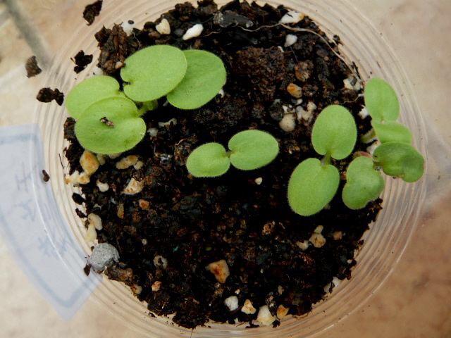 烧苗,只要气温达到20度就可以播种,一般春季秋季都可以播种天竺葵种子