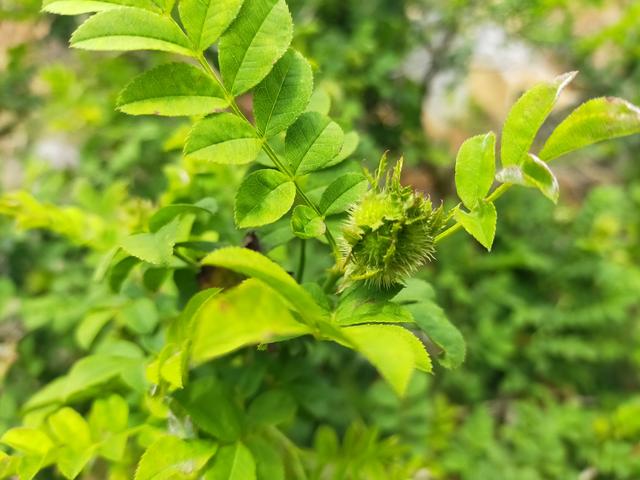 "刺梨花开幸福来"主题采风活动走进水城县