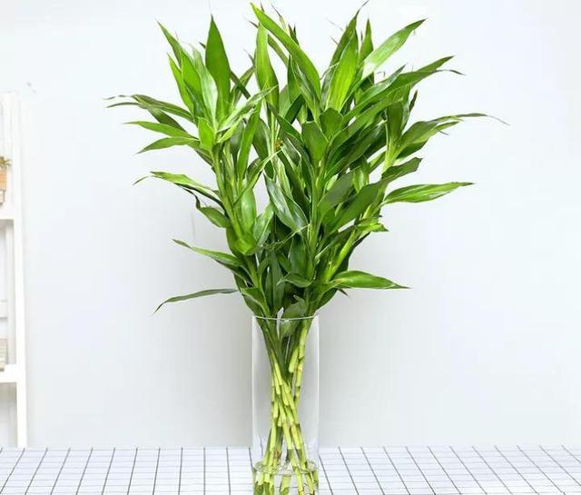 富贵竹喜欢“喝2种水”，生根快、叶子绿，养好还能开“富贵花”