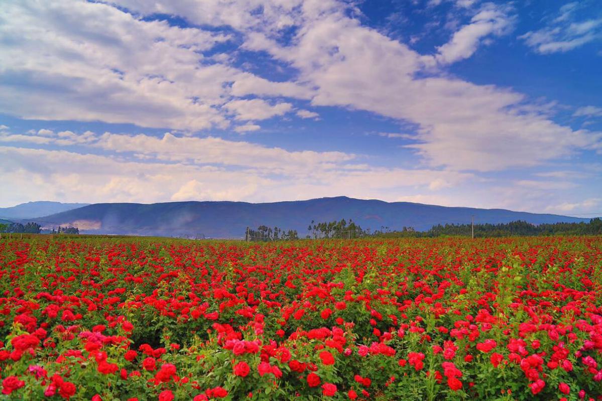 云南安宁开启"八街慢生活·玫瑰之约·芬芳之旅"|云南_新浪新闻