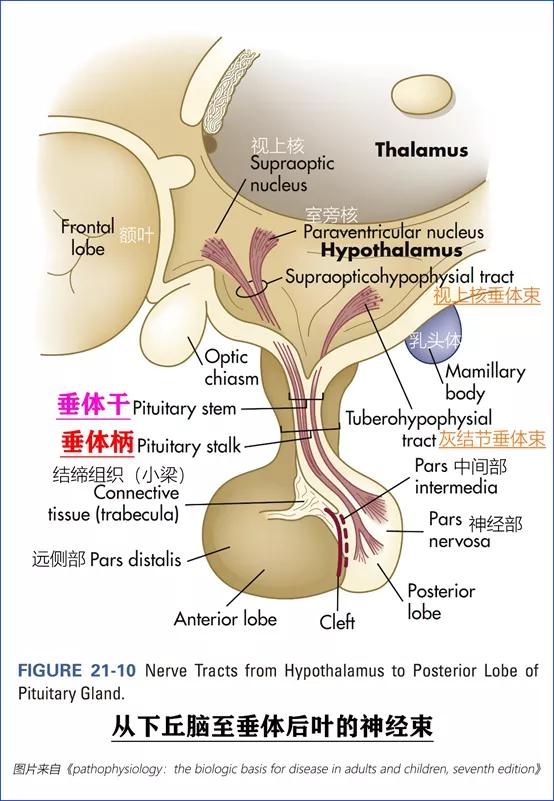 同义词(synonym): 垂体柄(pituitary stalk)组成:漏斗干(infundibular