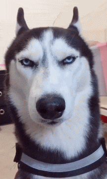 哈士奇|气势|眼神_新浪新闻