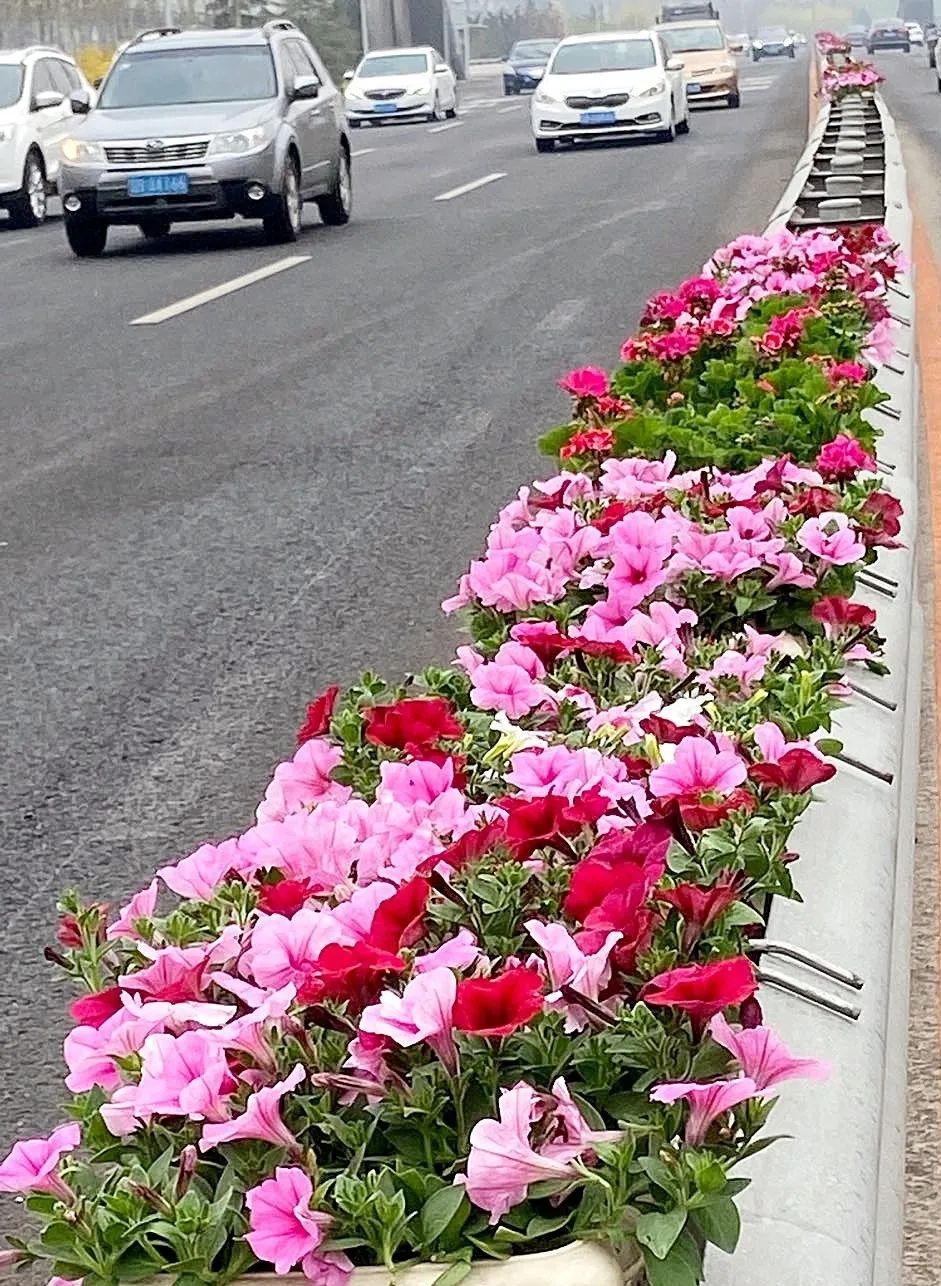 大连这些地方要变“鲜花大道”