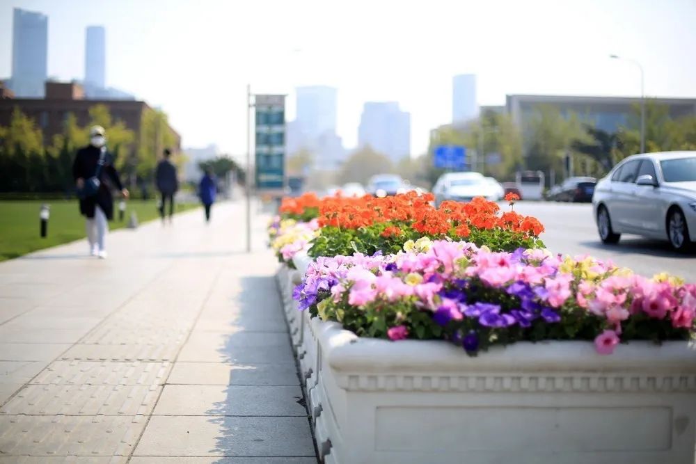 大连这些地方要变“鲜花大道”