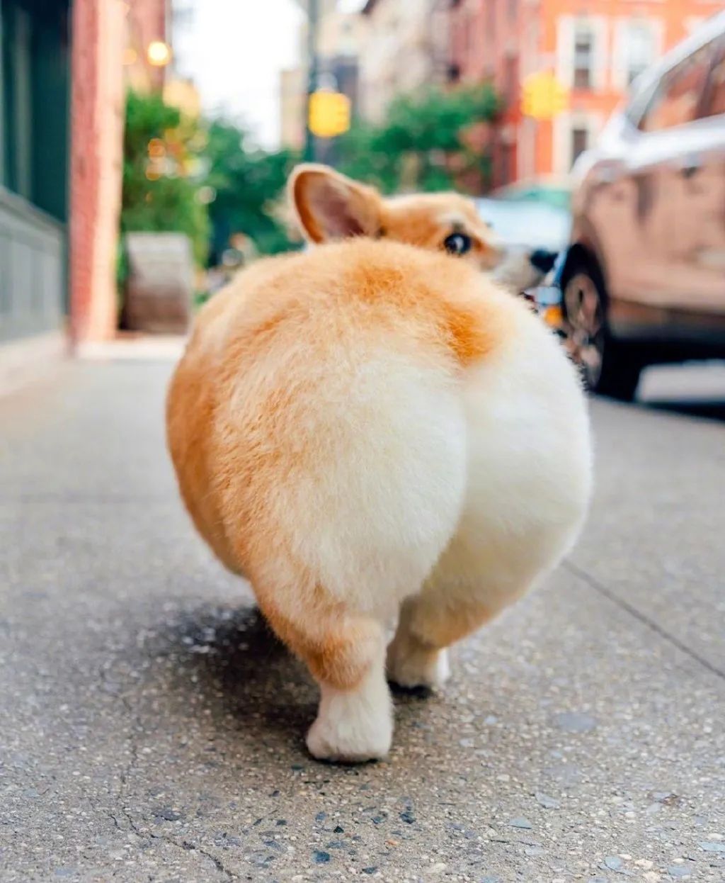 柯基屁屁爱好者必看感受下被柯屁治愈的幸福