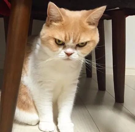 真人麻将四人麻将赢钱