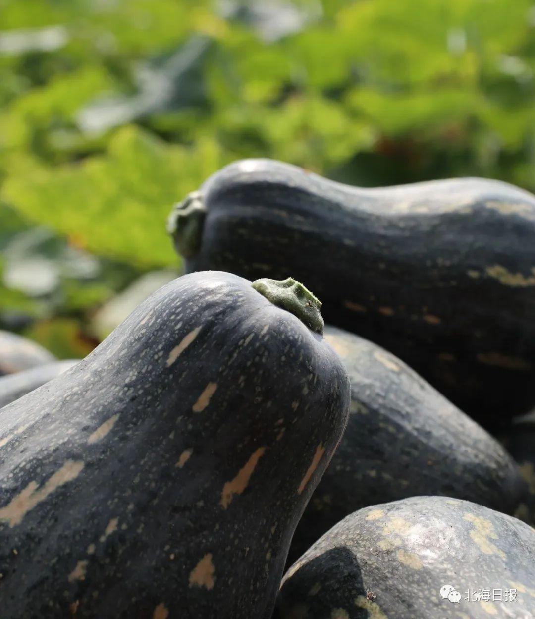 助农开售| 又甜又糯的香芋南瓜怎么这么"南"?北海吃货组队拯救吧!