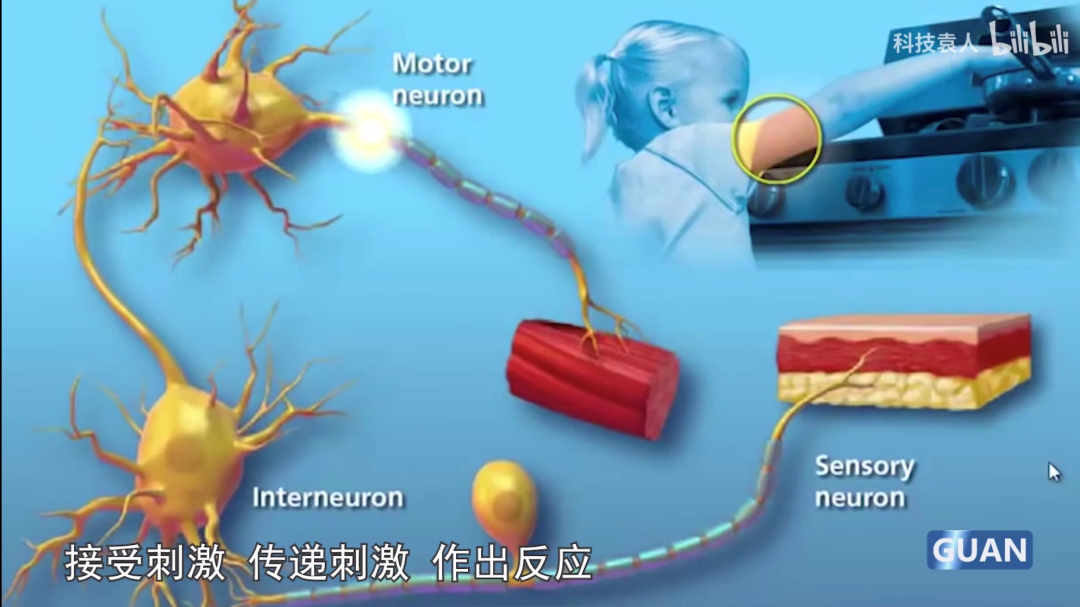 上完成了以下过程:接收到鬼脸刺激,刺激通过电脉冲在神经元之间传输