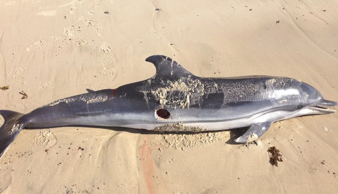 raoult就算对手是比它身材庞大许多的海豚,雪茄达摩鲨也全然不会客气