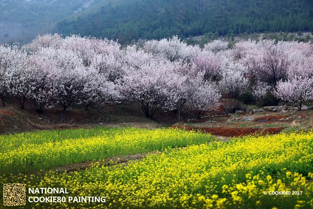 在徐州遇见醉美春天还你一场开尽嫣然的浪漫