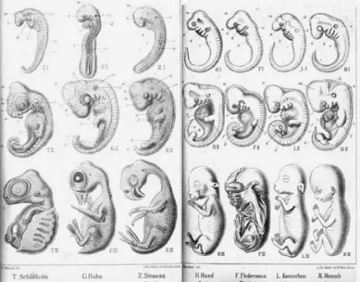 不会做科研的艺术家不是好医生