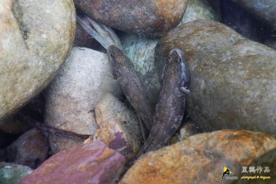 某种虾虎鱼还有人带着做良好市民的心愿发问:何阿喵作为一个普通人,能