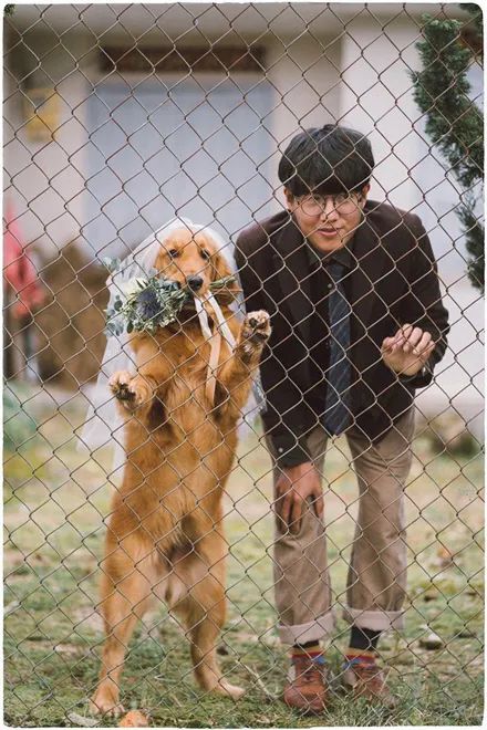 摄影师主人跟金毛一起拍婚纱照,他单膝下跪:我爱你!