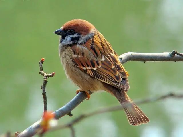 捕麻雀也是违法的,已经有人被抓啦!|野生动物_新浪新闻