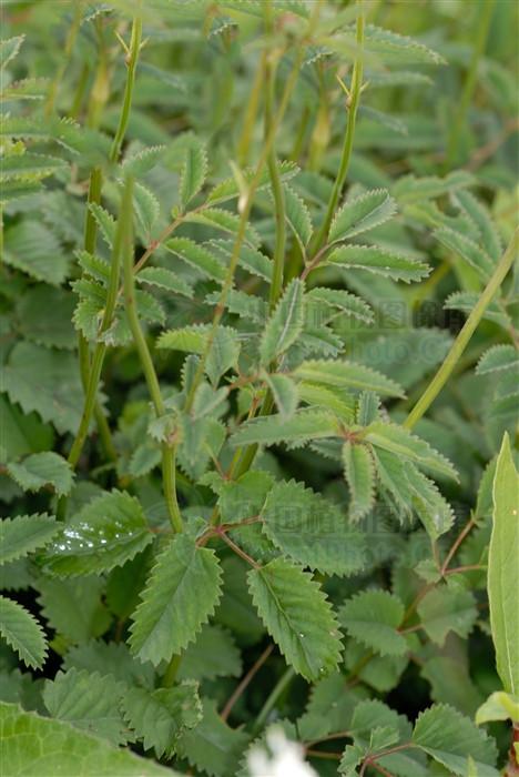 地榆见过吗止一切体内异常之血