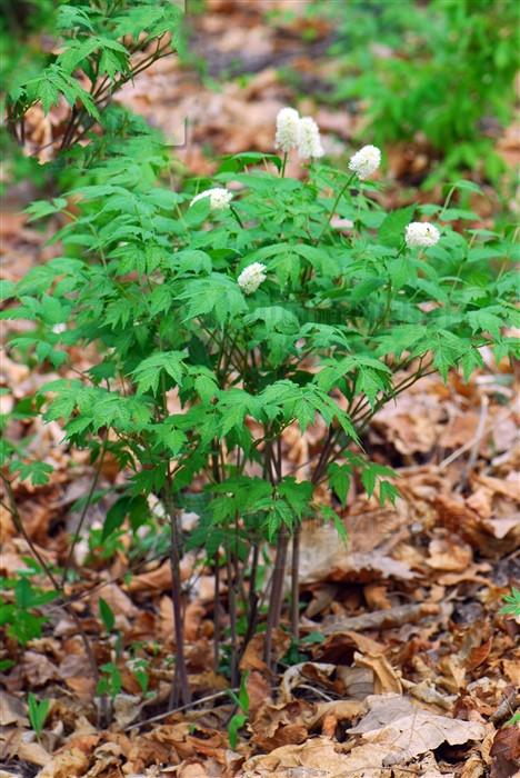绿豆升麻,见过吗?清肺止咳,清热解毒