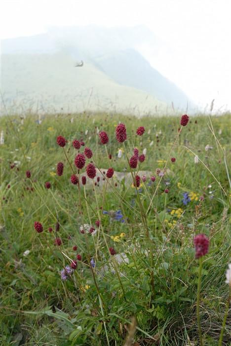 地榆见过吗止一切体内异常之血