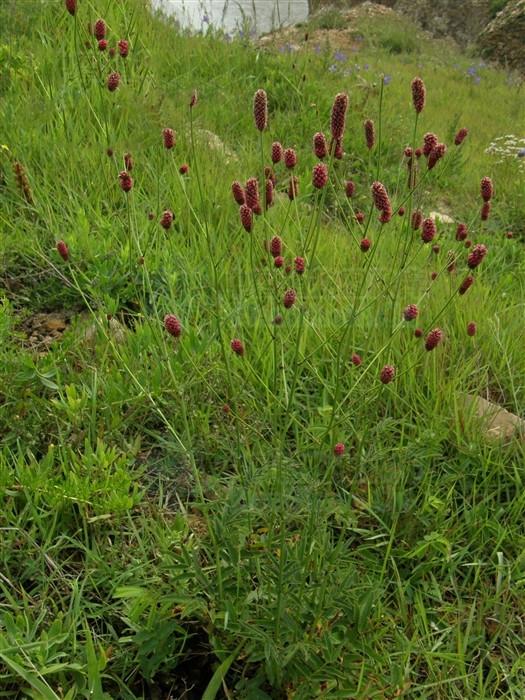 地榆来源产地本品为蔷薇科植物地榆或长叶地榆 的干燥根.