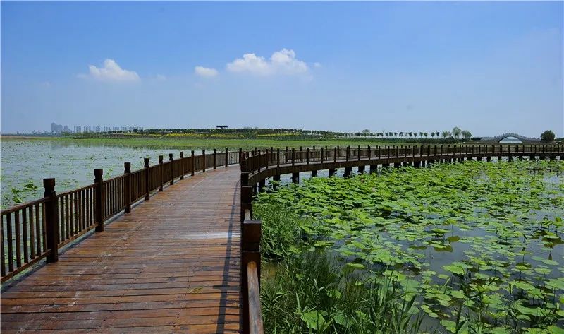 东丽终于藏不住了