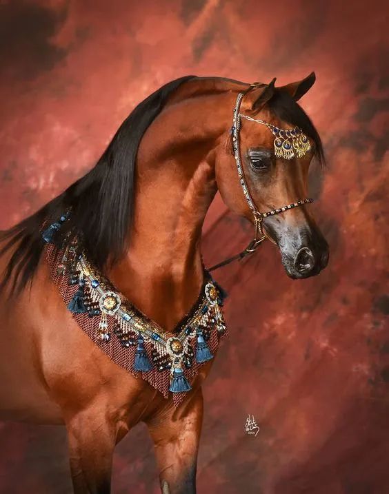 过来看美人连马的首饰都辣么有贵族气息