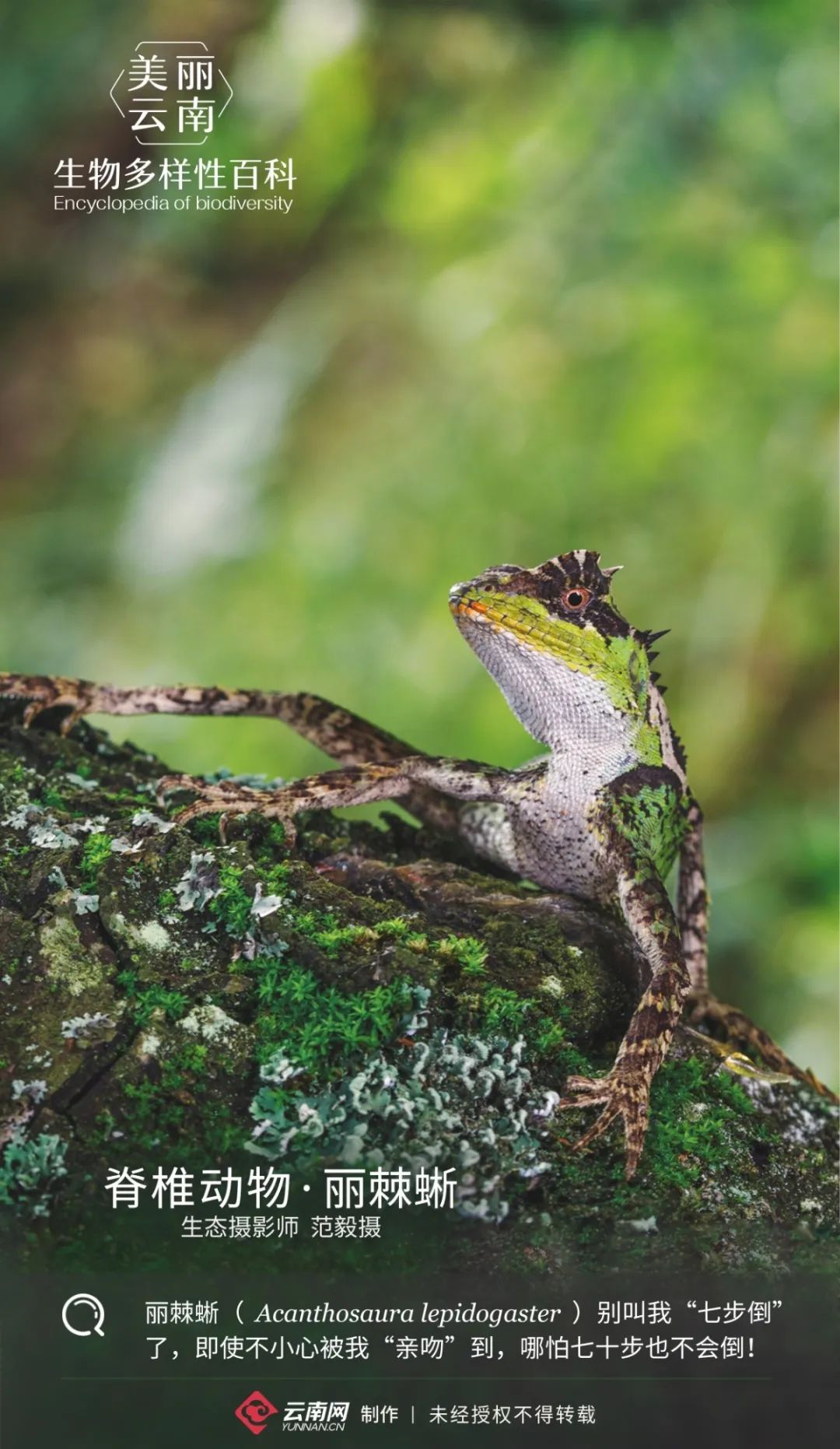 生物多样性百科脊椎动物丽棘蜥七步不会倒