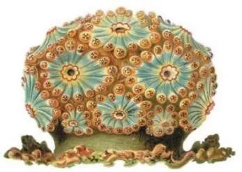 海克尔笔下具有无与伦比精巧结构的生物安娜赛丝霞水母被公认为海克尔