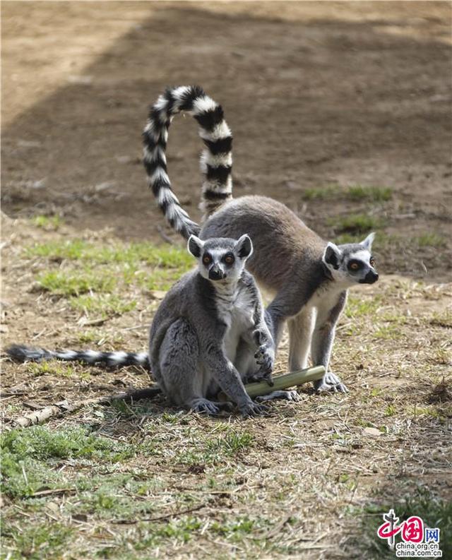 这个春天,邀您来青岛森林野生动物世界踏春与动物们一起欢嬉.