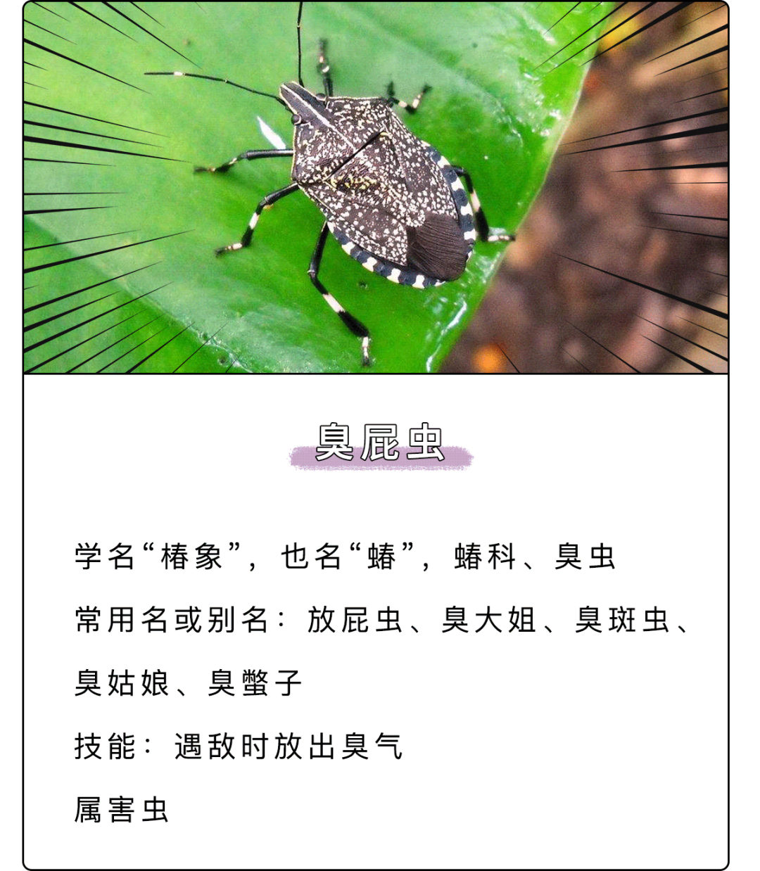 臭屁虫的屁有100为什么不会烫伤自己